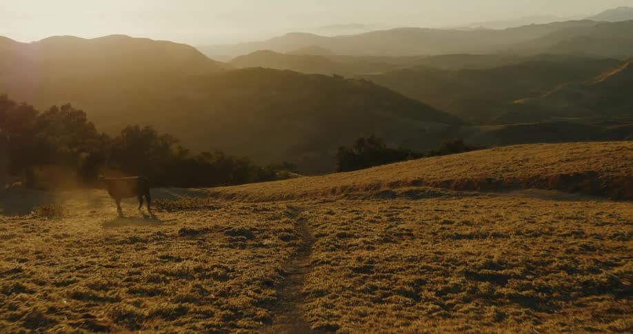 A lone black bull with horns runs across a vast golden pasture with rolling hills in the background during a beautiful sunset