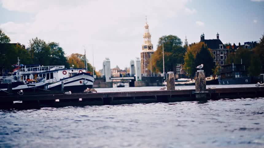 Seagulls perch on a wooden dock in a scenic Amsterdam canal, with boats and historic architecture lining the waterfront