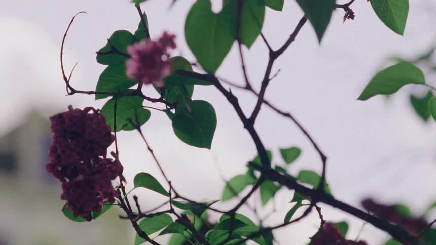 A moody close-up shot of a deep purple lilac branch with green leaves against a soft, overcast sky