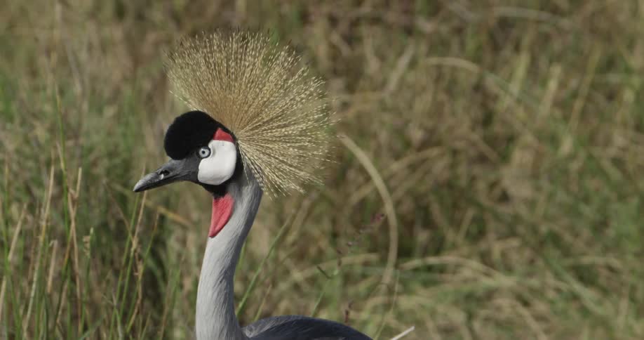 A colorful bird with head plumage stands in the grass