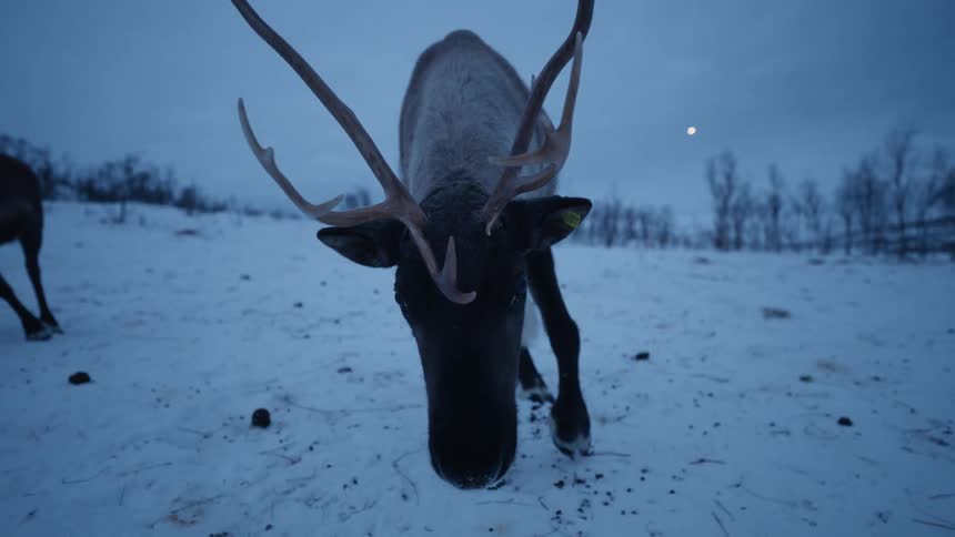 A curious reindeer with large antlers looks into the camera before eating in a snowy landscape at dusk