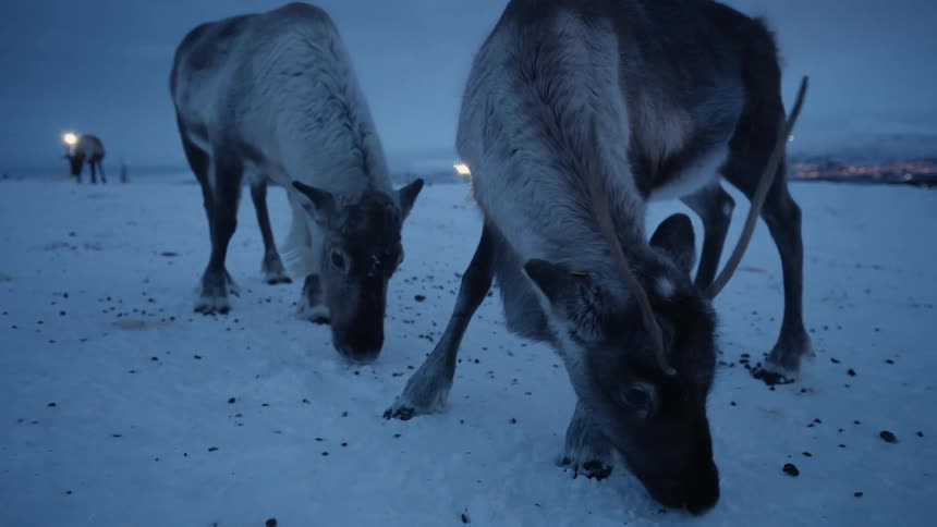 A serene close-up shot of two reindeer foraging for food in the snow at dusk in a calm arctic environment