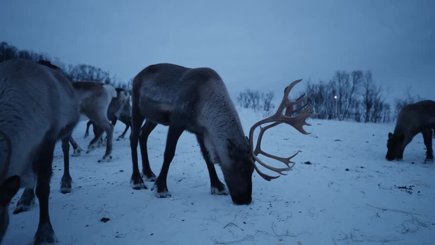 A majestic reindeer with large antlers grazes with its herd in a snowy field at dusk