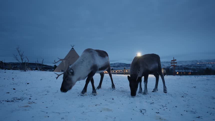 Two reindeer forage in a snowy field at dusk with a traditional Sami lavvu tent glowing in the background
