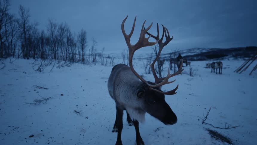 A curious reindeer with magnificent antlers stands still in a snow-covered field during a dim arctic twilight