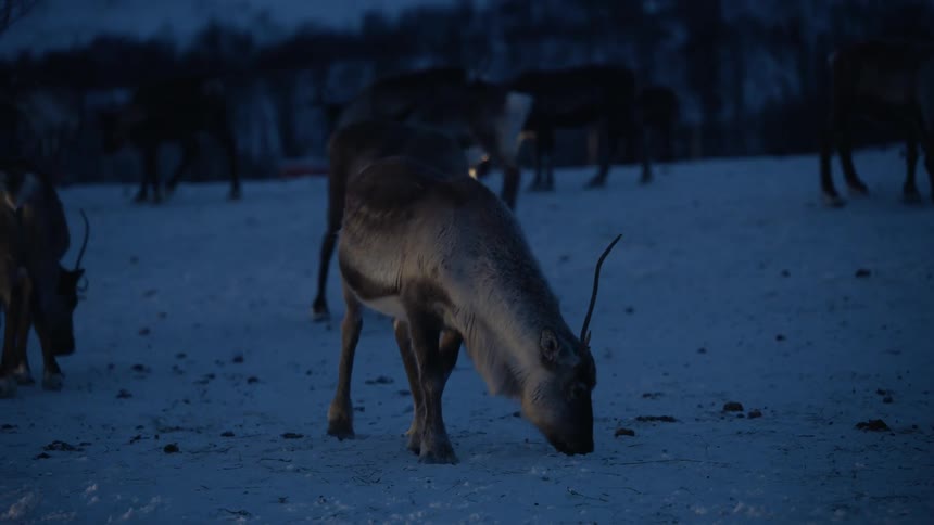 A herd of reindeer grazes and forages for food in the deep snow during the blue light of twilight