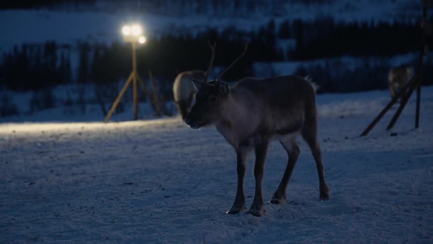 A reindeer stands peacefully in a snowy field at night, illuminated by a bright floodlight