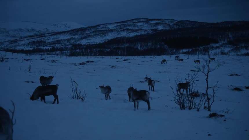 A herd of reindeer grazes peacefully in a vast, snow-covered landscape during the blue hour twilight