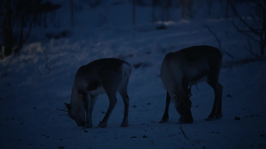 Two reindeer search for food in the snow during a quiet, dark winter evening