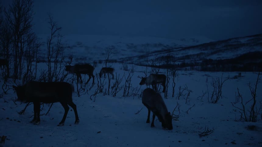 A herd of reindeer forages for food in the deep snow of a mountainous landscape during the dark blue hour of a winter twilight