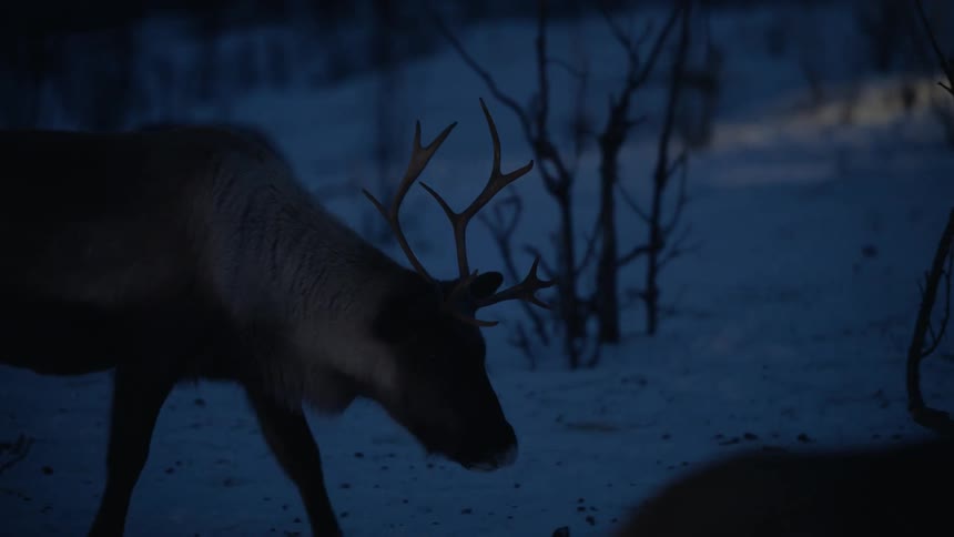 A majestic reindeer with large antlers walks gracefully through the deep snow at twilight in slow motion