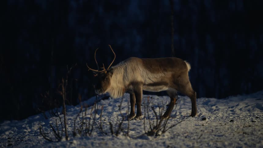 A wild caribou with large antlers stands alert in the snow at twilight