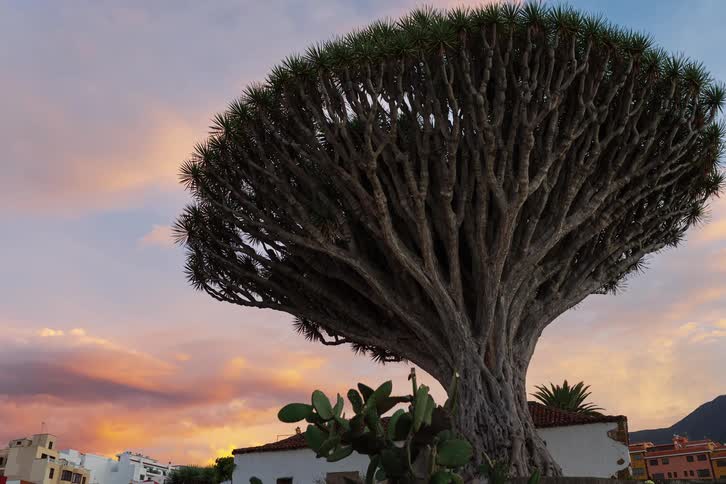A time-lapse of a colorful sunset behind the ancient Millennial Dragon Tree of Icod de los Vinos in Tenerife