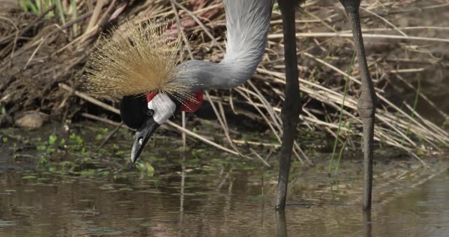 A bird drinks water from a creek