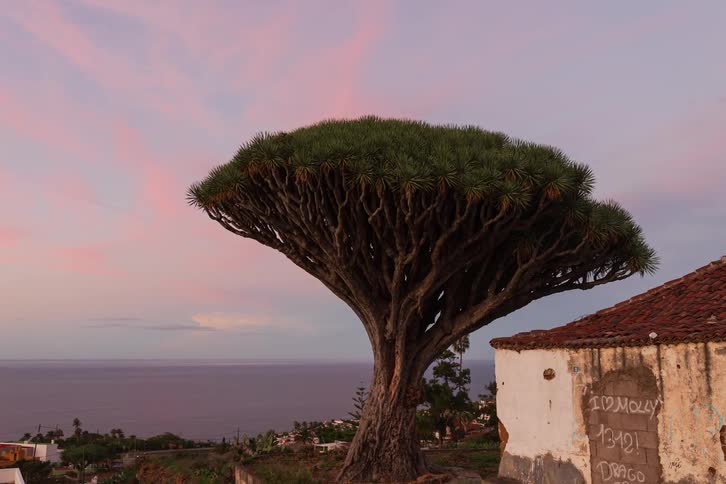 A serene timelapse of an ancient Dragon tree on a cliffside overlooking the ocean as vibrant pink sunset clouds drift by
