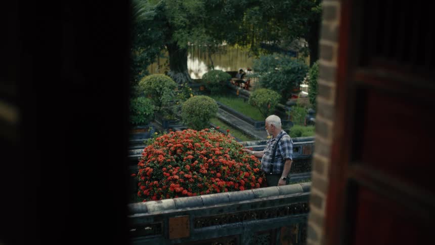 A senior male tourist in a lush green garden admires a large bush of vibrant red flowers, viewed from a doorway