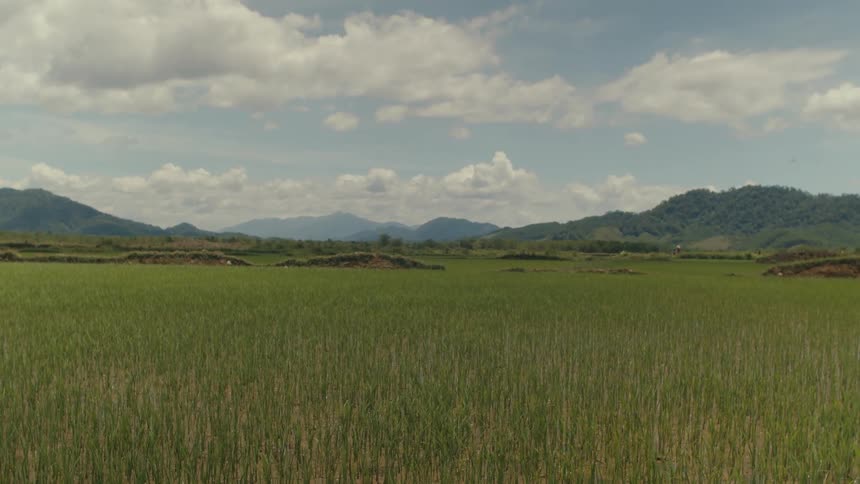 A serene landscape view of a vast green rice field under a cloudy sky with mountains in the distance