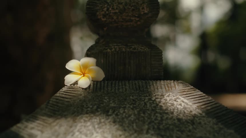 A single white and yellow frangipani flower rests peacefully on a weathered stone garden lantern