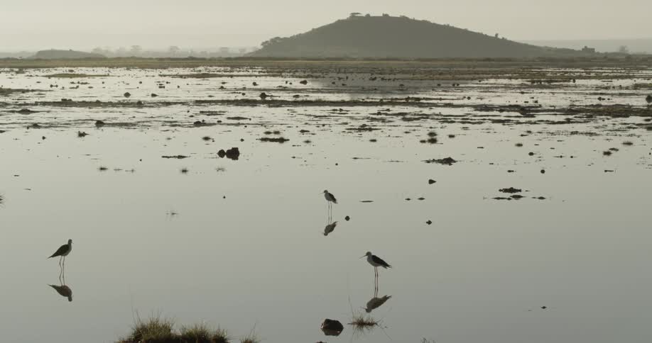 Birds standing in a calm body of water