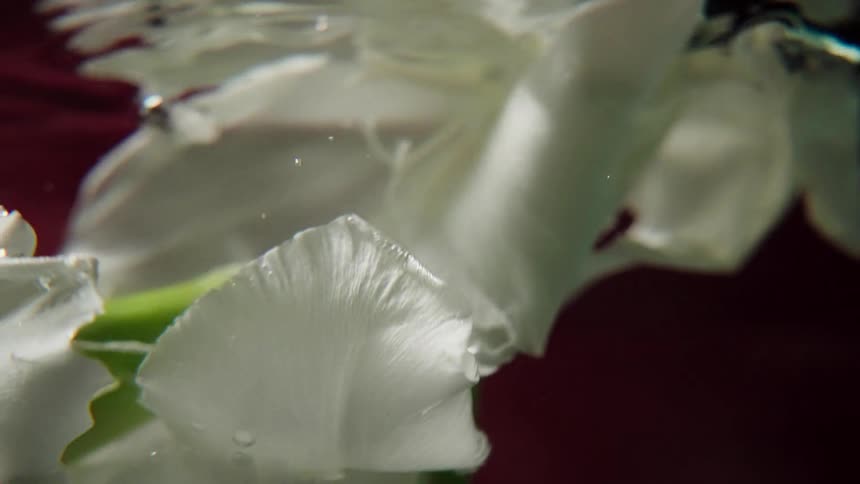 A delicate white gladiolus flower slowly rotates underwater in a dreamlike, close-up shot against a dark background