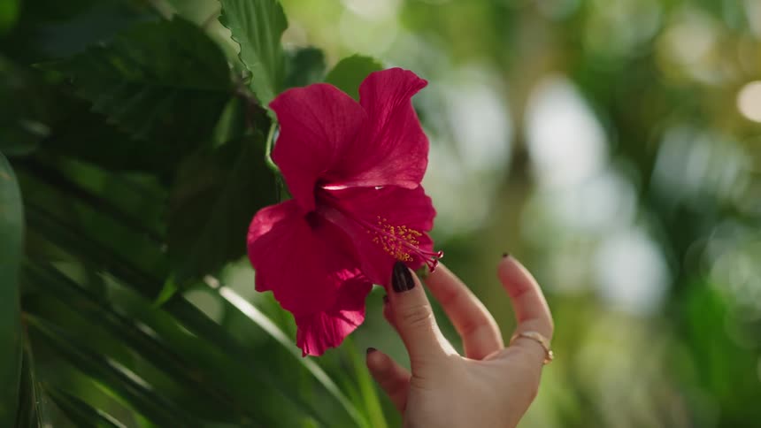 A woman's hand gently touches the delicate petals of a vibrant red hibiscus flower blooming in a lush tropical garden