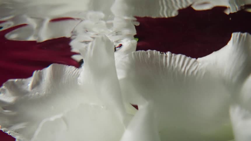 A close-up shot of a white carnation flower slowly sinking into dark red water
