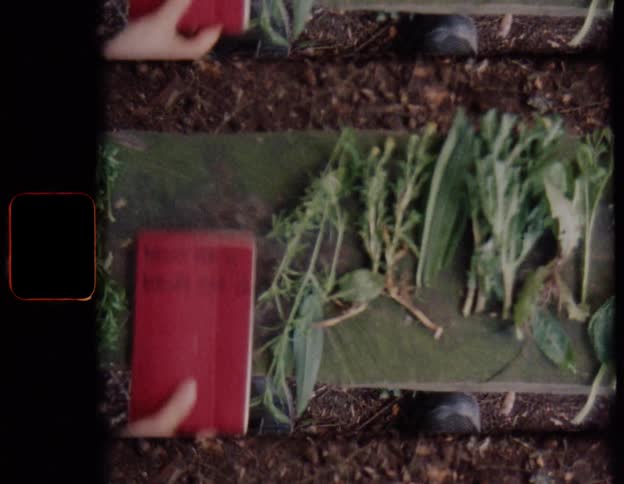 Overhead shot on vintage 8mm film of a 1975 biology project with various plants and a red notebook laid out on a board