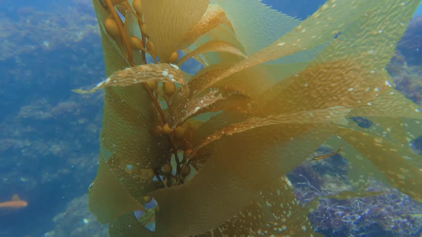 Golden blades of giant kelp drift peacefully in the blue ocean water over a rocky reef