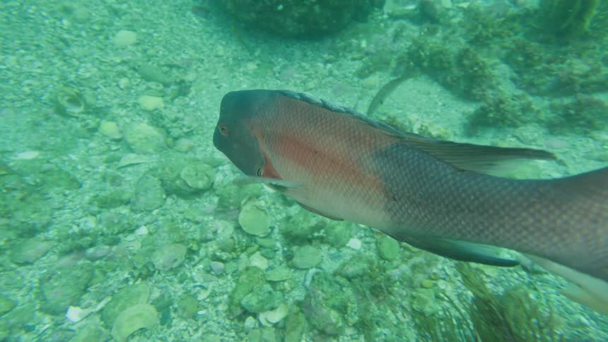A large California Sheephead fish swims slowly over the rocky and seaweed-covered ocean floor
