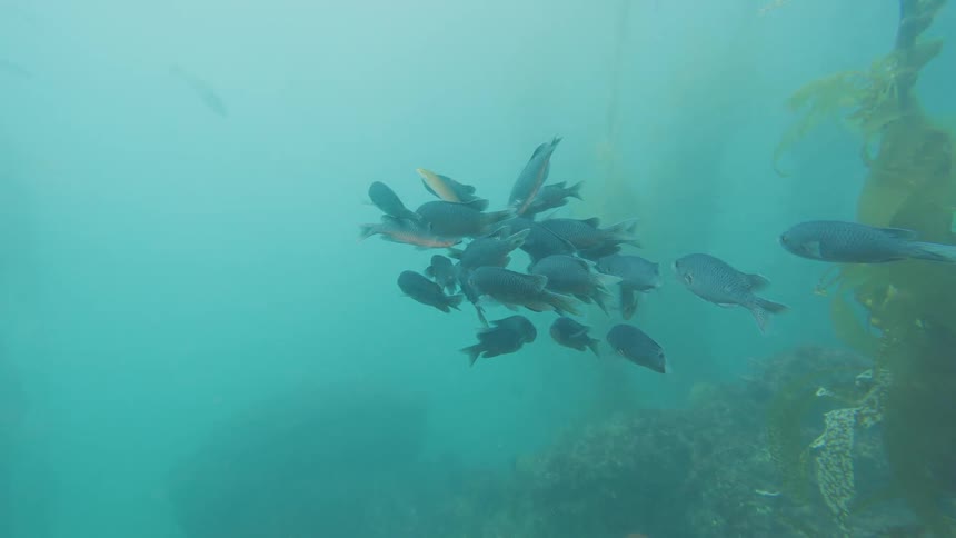A school of dark fish gathers and floats peacefully in the murky green water of an underwater kelp forest