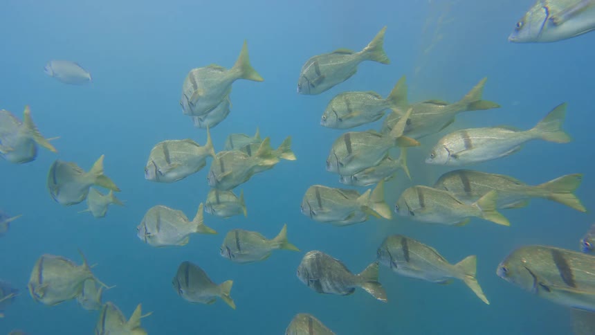 A large school of silver fish with yellow fins and dark stripes swims together in the murky blue ocean water