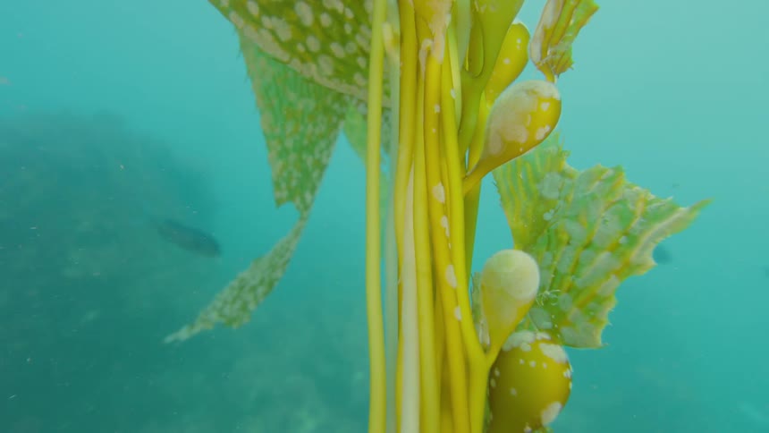 Close-up of a giant kelp stalk with its floating bulbs and leaves swaying gently in the turquoise ocean water