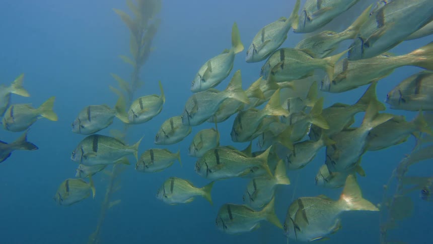 A school of silver and yellow fish with black stripes swims serenely in a blue ocean kelp forest