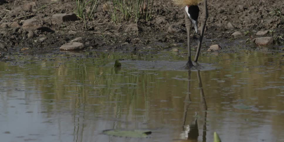 A bird drinks water from a creek
