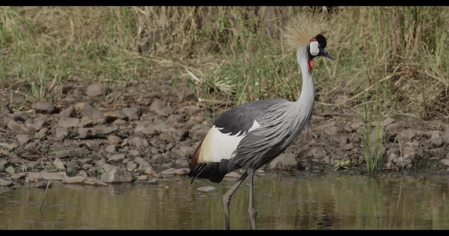 Wild bird standing in water