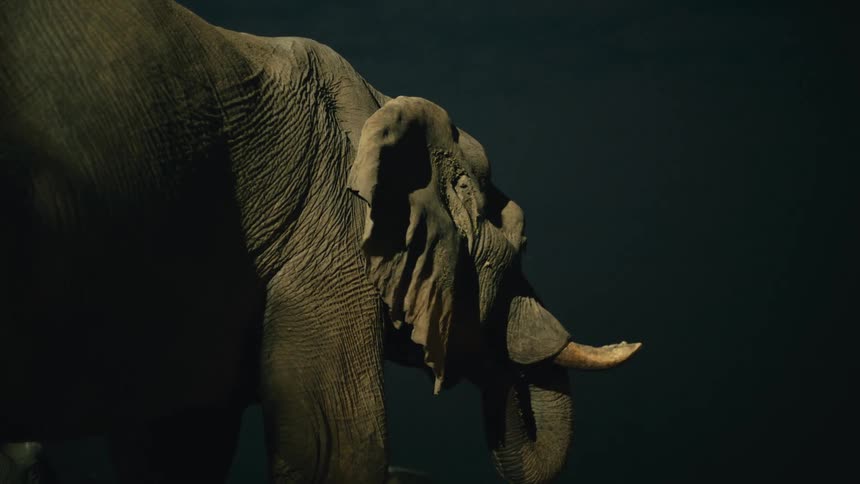 In a stunning slow-motion close-up, a lone elephant drinks from a watering hole under the dark night sky