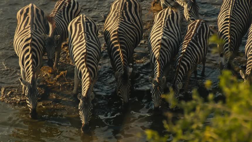 A high angle view captures a herd of zebras drinking from a river at sunset