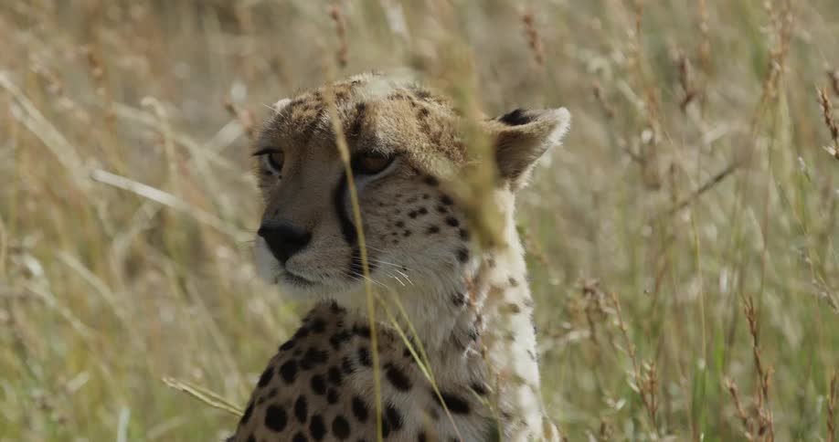 Cheetah sitting in a grassy field