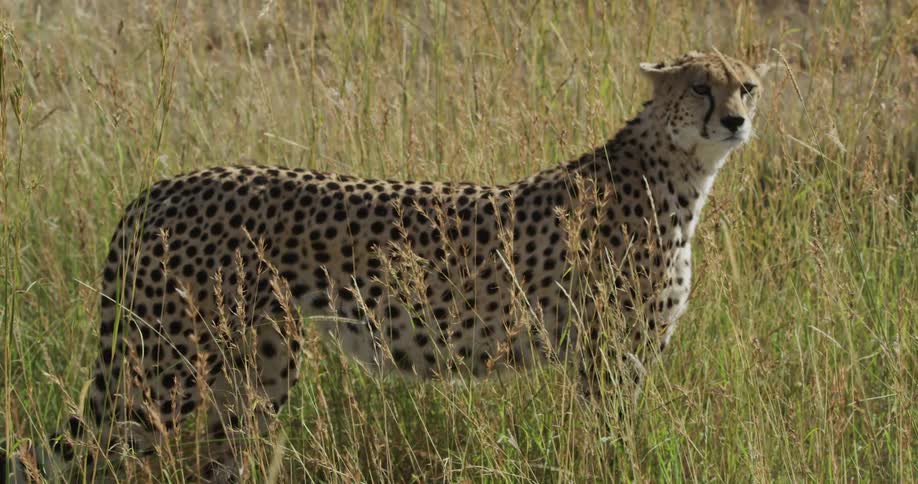 Cheetah standing in a grassy field