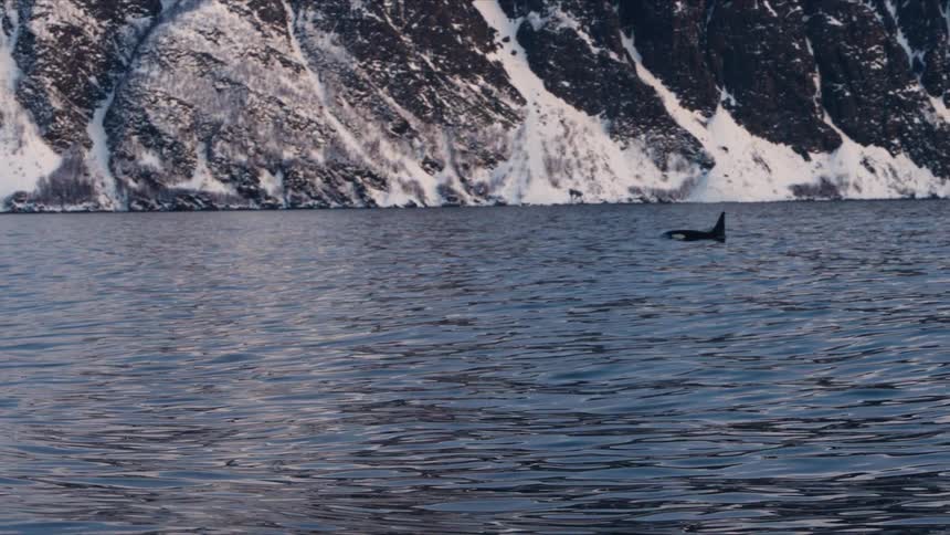 An orca swims through the cold, serene waters of a fjord, its dorsal fin cutting the surface with a majestic snowy mountain in the background