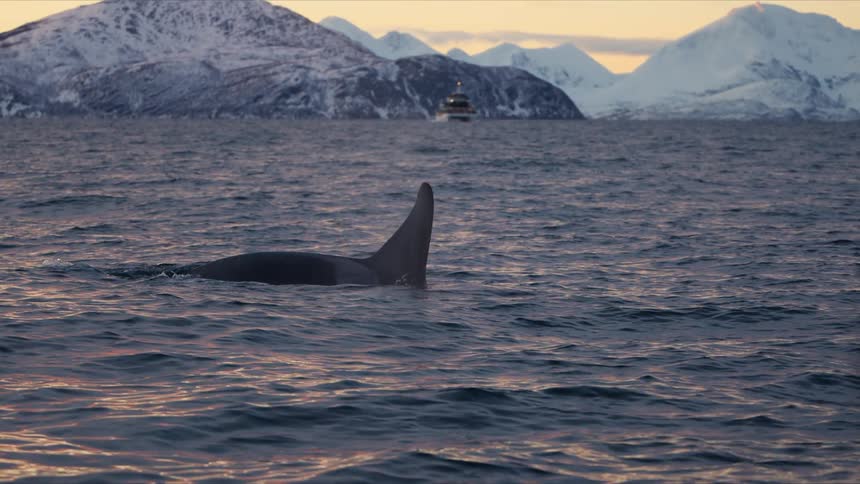 A majestic orca swims slowly in the calm arctic ocean with snow-covered mountains in the background during a beautiful sunset