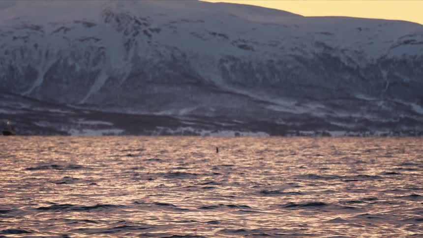 An orca swims through a tranquil fjord at sunset, with a stunning backdrop of snow-covered mountains