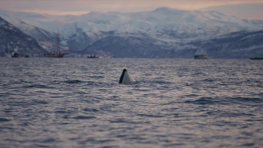 An orca whale shows its fluke as it dives into a Norwegian fjord surrounded by snowy mountains in slow motion