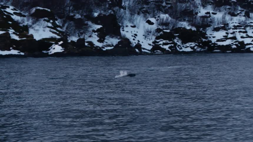 An orca swims along a snowy coastline, surfacing to blow water from its blowhole in the cold Arctic ocean