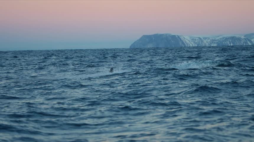 A majestic orca swims in slow motion through the arctic ocean at twilight with snowy mountains in the background