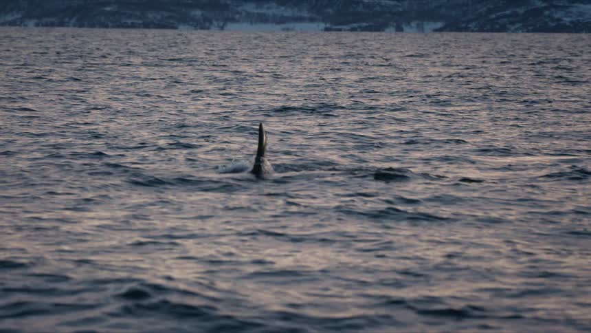 An orca swims through the cold arctic sea at sunset, its dorsal fin breaking the surface of the water before it dives back into the deep
