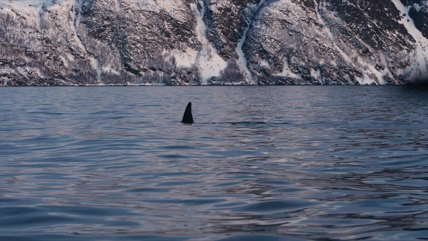 A lone orca's dorsal fin glides gracefully through the calm waters of a fjord, with a stunning backdrop of snow-covered mountains in slow motion