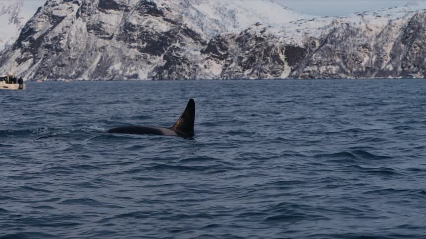 An orca gracefully surfaces, spouts water, and dives back into the frigid ocean in a majestic slow-motion shot against a stunning backdrop of snow-covered mountains