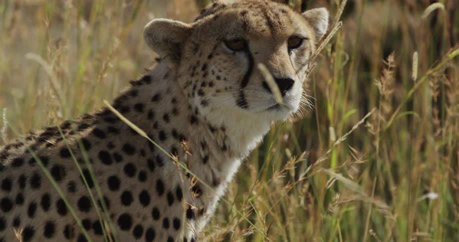 A cheetah stares at something while standing in tall grass