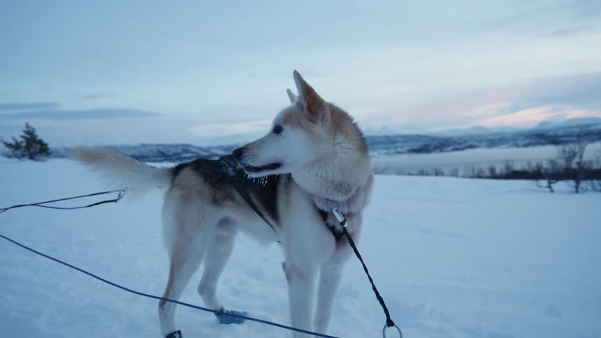 A beautiful sled dog stands harnessed and ready in the serene, snowy landscape of the arctic at twilight